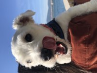 Maltese terrier 2 buçuk yaşında