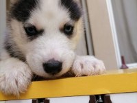 HUSKY BEBEKLER (HER RENK)