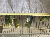 Yavru muhabbet kuşu sahiplendirme