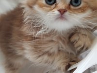 Safkan anne ve babadan british longhair