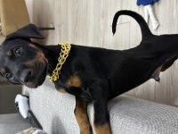 3 Aylık Eğitimi Doberman Köpeği