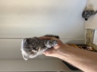 Scottish fold kedim ve yavrusu