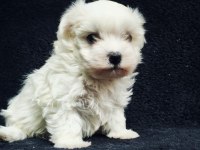 Bu Sevecen Maltese Terrier Kaçmaz!