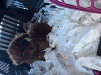 Teacup poodle 1.5 kg 7 aylık erkek aşıları tam