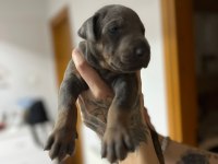 Farklı olmak isteyene doğru adres blue doberman yavrular