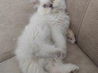 Red point british longhair