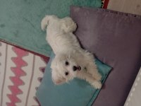 Maltese 8 aylık erkek