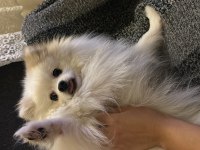 2 yaş pomeranian kırma