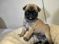 A Kalite Irk Garantili Pug Mops Yavru