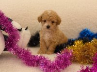 Sağlık ve ırk garantili maltipoo yavru