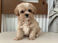 Show kalite tea cup kore maltipoo lar ziyarete açık