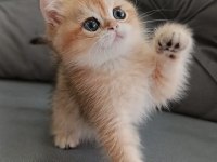 Golden british shorthair kedisi