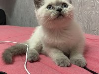 Son kalan oyuncu kedim sahiplendirilecek