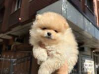 Boo Pomeranian Teddy Bear