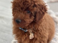 YAKIŞIKLI POODLE OĞLUM PAFİ