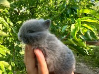 Hollanda Cüce - Blue