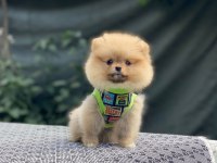 Pomeranian Boo Köpeğimiz