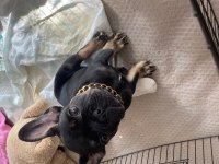 Black Tan 5 Aylık Fransız Bulldog
