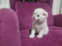 50 günlük scottish fold ve scottish straight yavrular