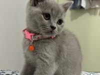 British Shorthair Yavrumuz Yeni Yuvasını Arıyor
