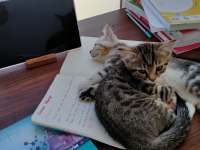 YAVRU KEDİMİ SAHİPLENDİRİYORUM