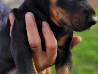Doberman Yavrularımız ırk garantilidir
