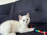 2 aylık british shorthair