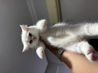British shorthair dişi yavrum