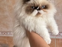 İran Persian erkek
