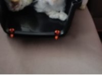 Kedimiz çiçek yeni evini arıyor