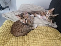5 adet yavru kedimize acil yuva arıyoruz