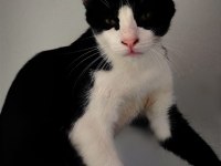 KEDİLER 15 GÜNLÜKKEN ANNELERİNİ KAYBETTİLER