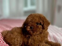 OYUNCAK BOY ERKEK DİŞİ POODLE KURABİYELER 