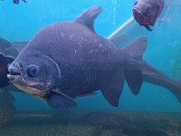 Pirana pacu