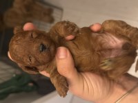 POODLE SAĞLIKLI YAVRULARIM
