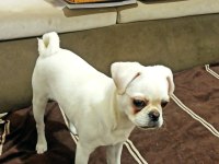 Beyaz pug aşıları cipi karnesi tam eksiksiz pug