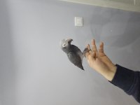 FULL EVCİL KONUŞAN JAKO