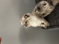 2 aylık british shorthair yavrular yeni yuvalarını arıyor