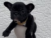 Uygun French Bulldog Yavrularımız
