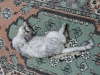 Scottish fold
