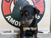 Doberman European