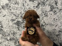 Pets World güvencesiyle orijinal toy poodle yavrularımız