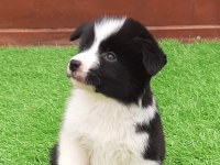 Birinci Sınıf Border Collie Yavruları 