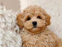 Kore Maltipoo yavruları