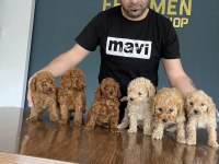 EN GÜZEL TOY POODLE YAVRULAR ANKARA MAĞAZAMIZDA GÖRÜN