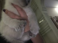 Blue point 50 günlük scottish fold