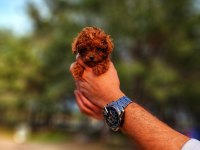 Bir şey yazmaya gerek yok sanırım poodle