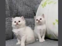 SAFKAN MAVİ GÖZ BRİTİSH YAVRUMUZ