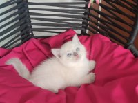 Kalite tesadüf değildir a