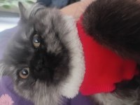 British longhair 5 aylık yavrumuz